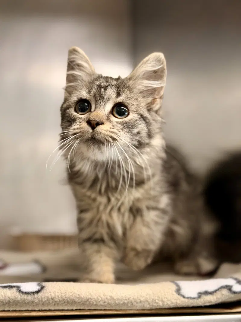 Pixie Stick, a female kitten up for adoption