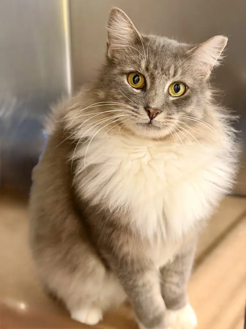 King Moon Racer, an adult male cat up for adoption