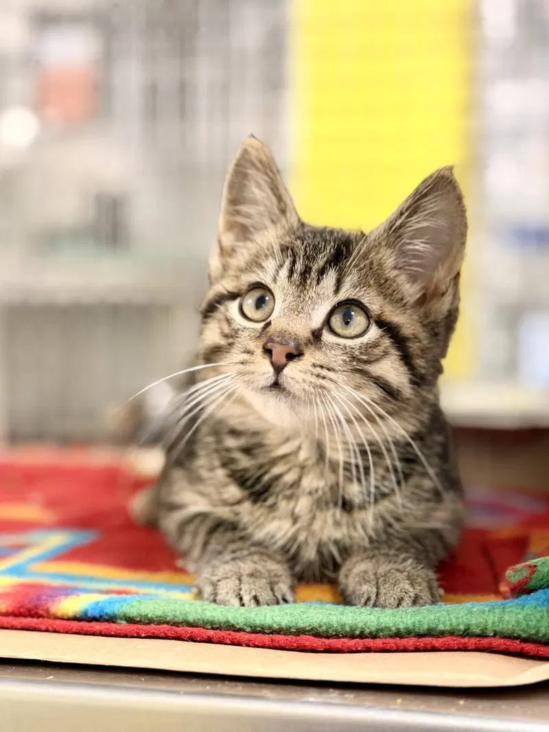 Mr. Kismet, a male kitten up for adoption