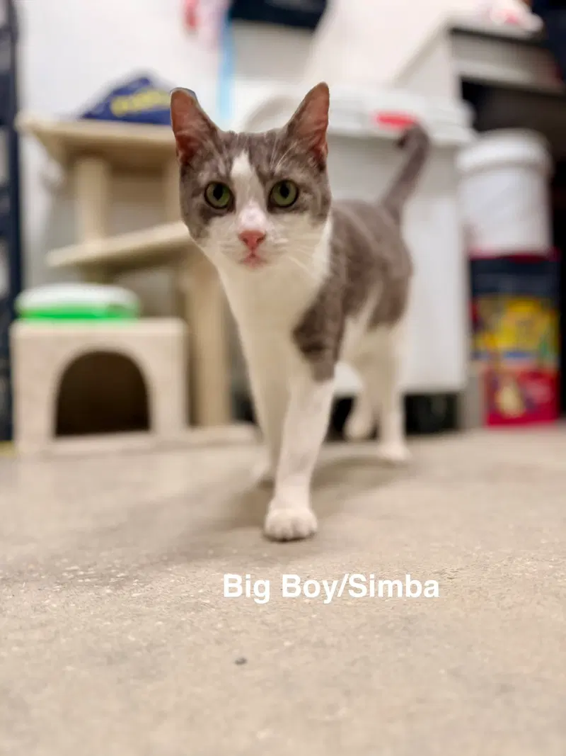 Big Boy/Simba, an adult male cat up for adoption