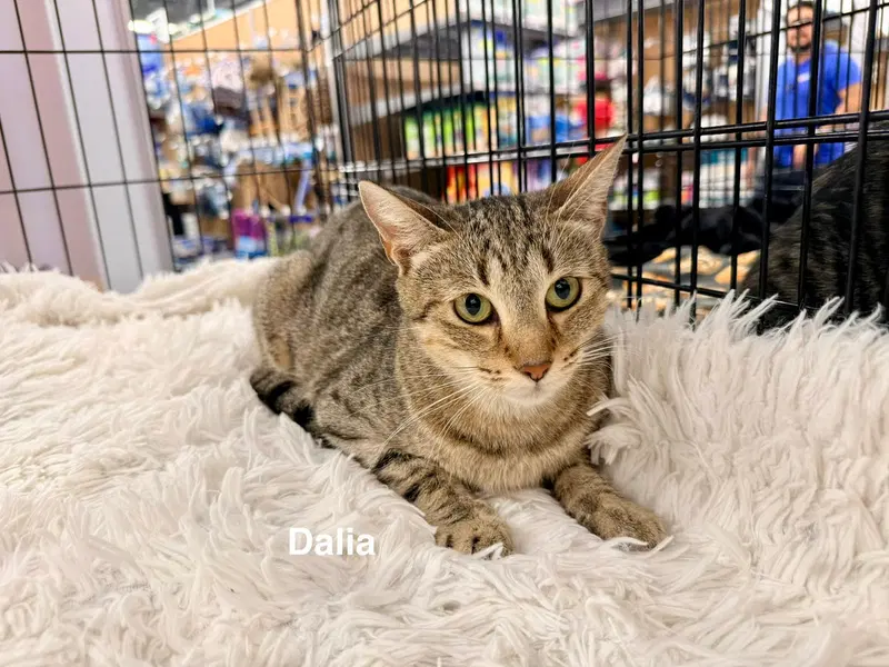 Dalia, an adult female Tabby cat up for adoption