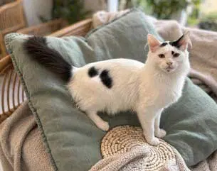 Kitten Spot, a male kitten up for adoption