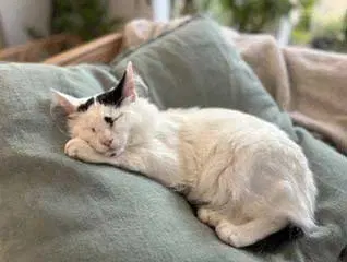 Kitten Spot, photo 2