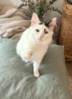 Kitten Spot, photo 3