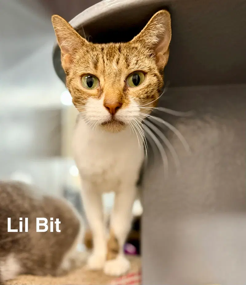 Lil Bit, an adult female cat up for adoption