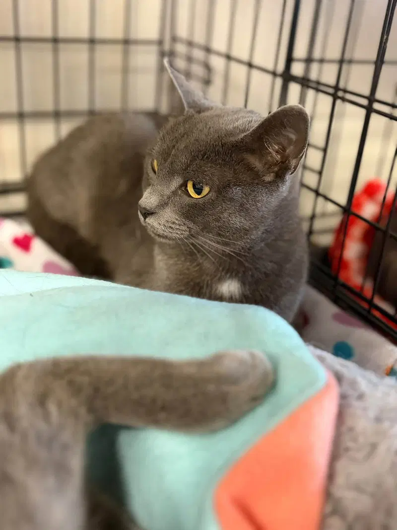 Key T, an adult female Russian Blue cat up for adoption