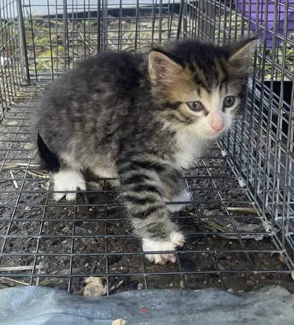 Thunderpaws, a male kitten up for adoption