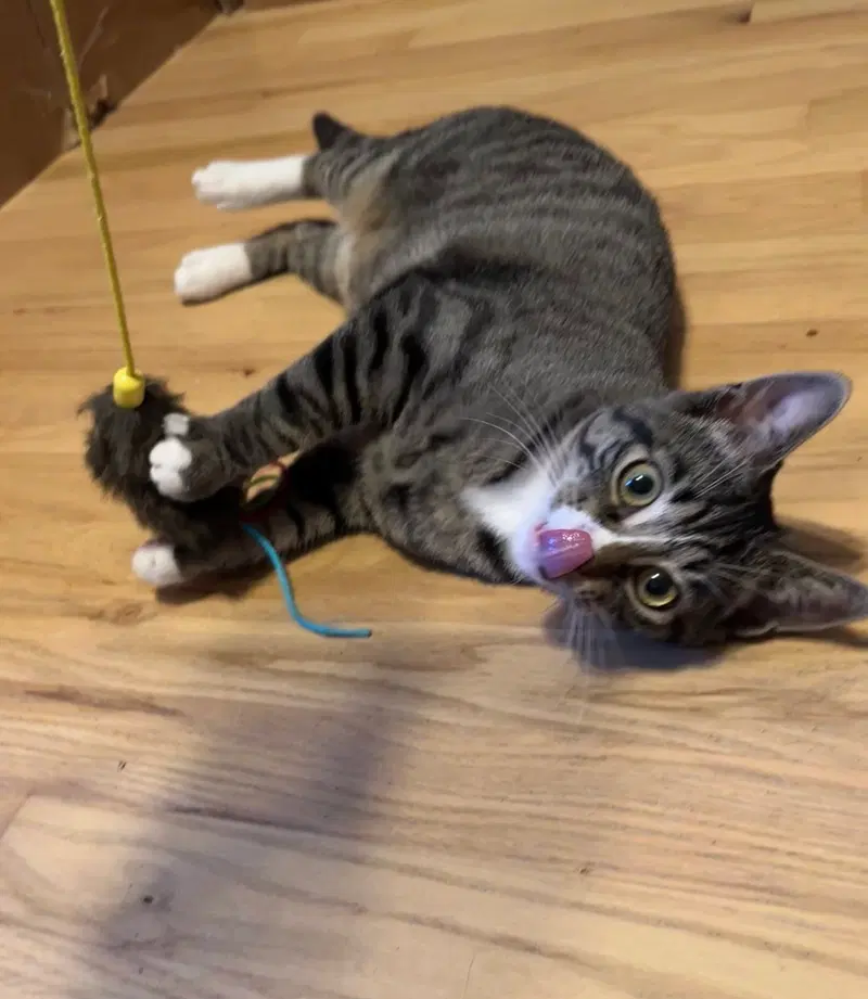 Maizy, a young female cat up for adoption