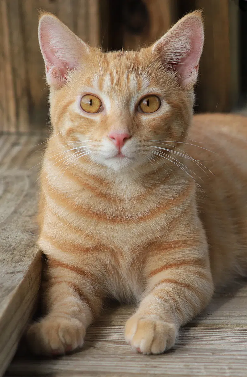 Poe, a male kitten up for adoption