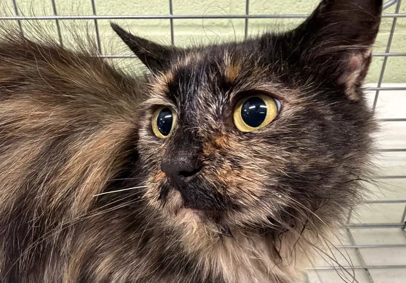 Vermillion, a young female cat up for adoption