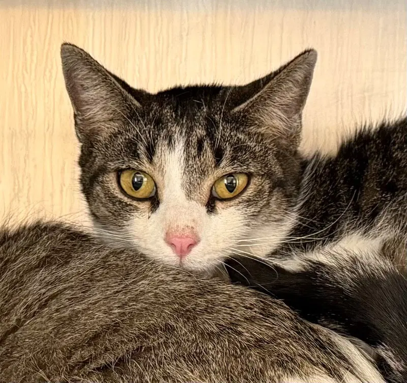 India, an adult female cat up for adoption
