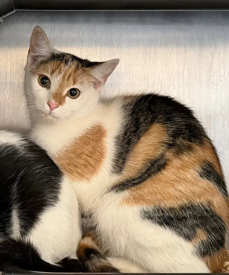 Missy, a young female cat up for adoption