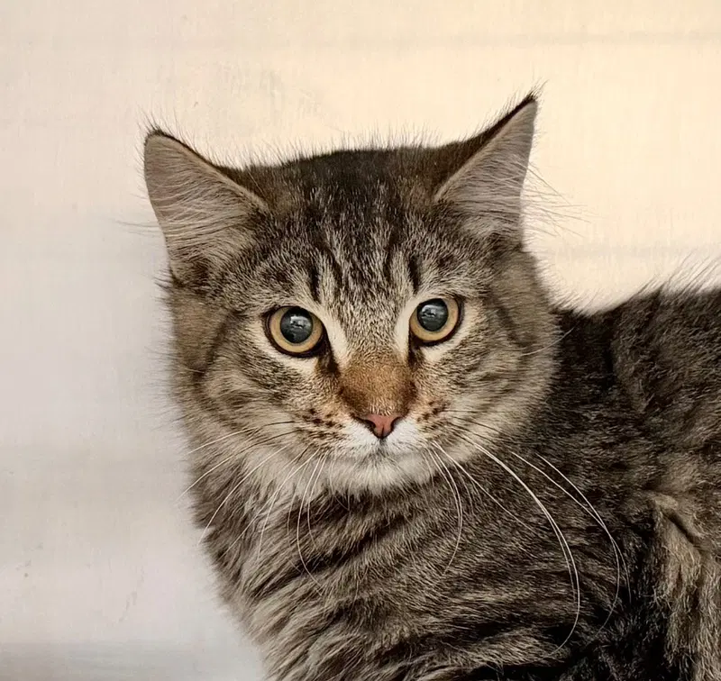 Ralph, a young male cat up for adoption