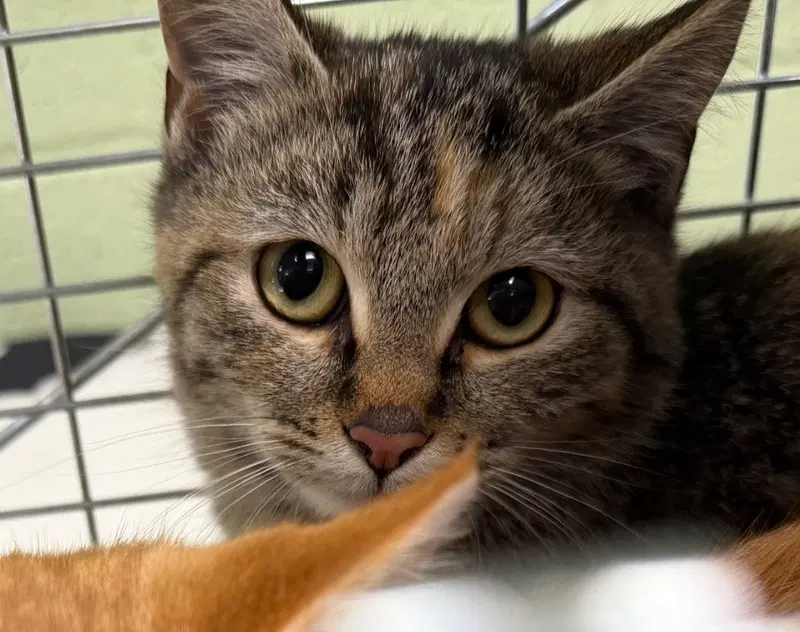 Willie, a young female cat up for adoption