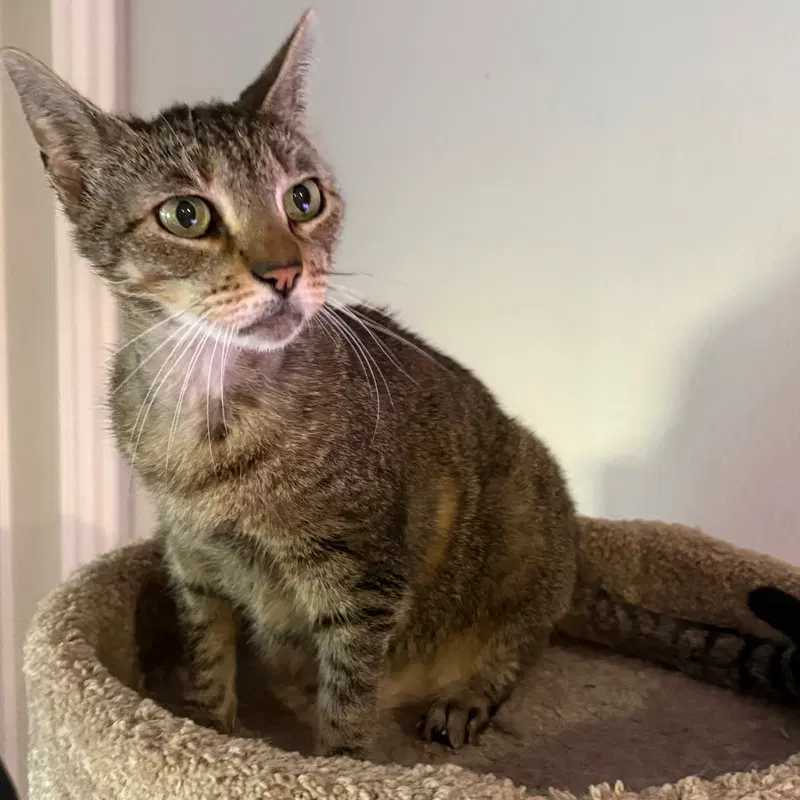 Dolly Purrton, a senior female Tabby cat up for adoption