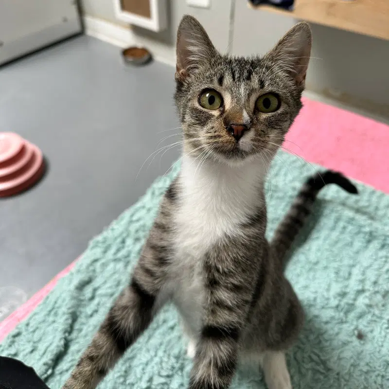 Snortle, a female kitten up for adoption