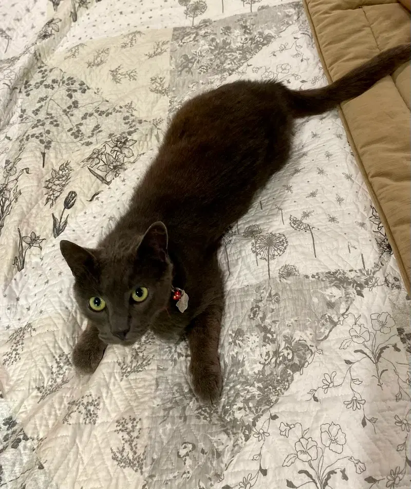 Luna, photo 4