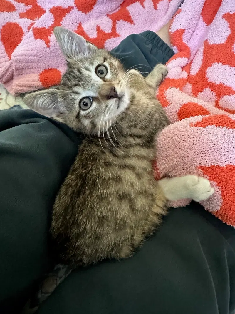 Sneakers, a male Tabby kitten up for adoption