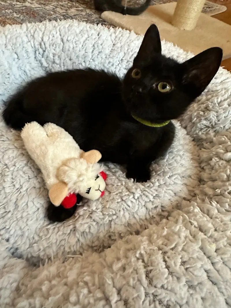 Buckles, a female American Shorthair kitten up for adoption