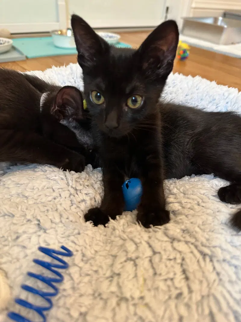 Buttons, a male American Shorthair kitten up for adoption