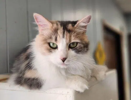 Cat Delilah, an adult female Dilute Calico cat up for adoption