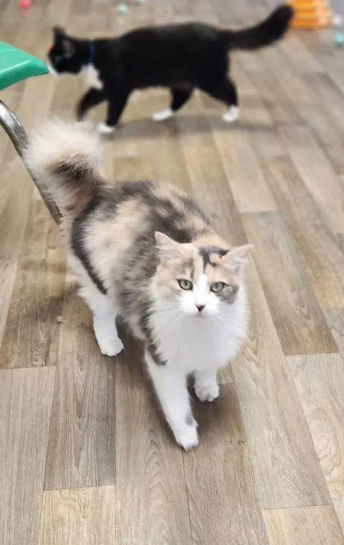 Cat Delilah, photo 2
