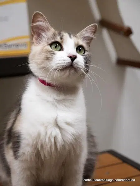 Cat Delilah, photo 3