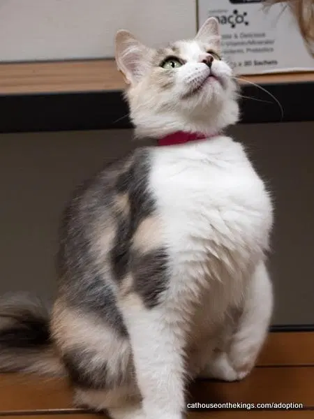 Cat Delilah, photo 4