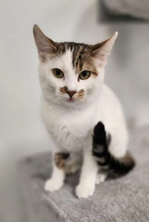 Kitten, a female Tabby kitten up for adoption