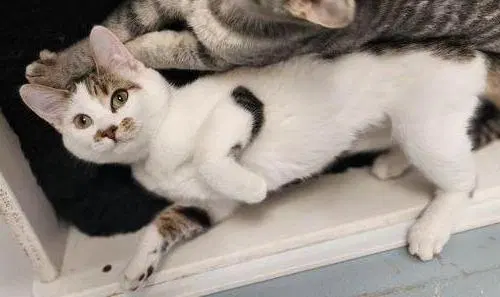 Kitten, photo 2