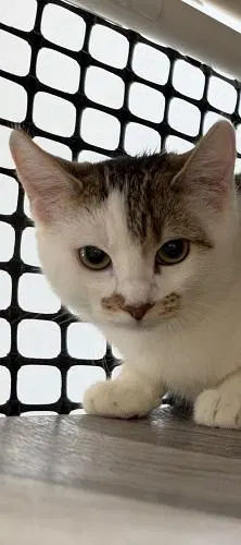 Kitten, photo 3