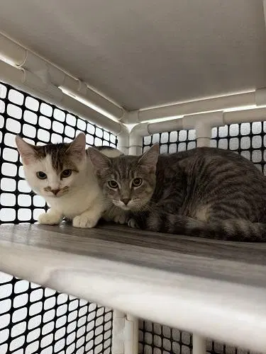 Kitten, photo 4