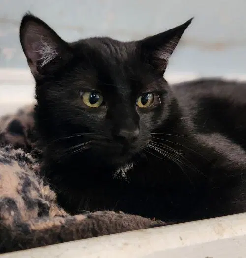 Cat, a young male cat up for adoption
