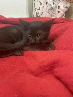 Cat, photo 4