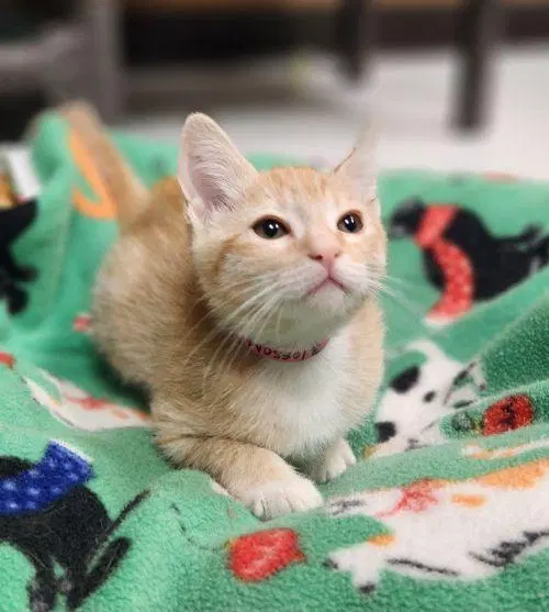 Kitten, a female Tabby kitten up for adoption