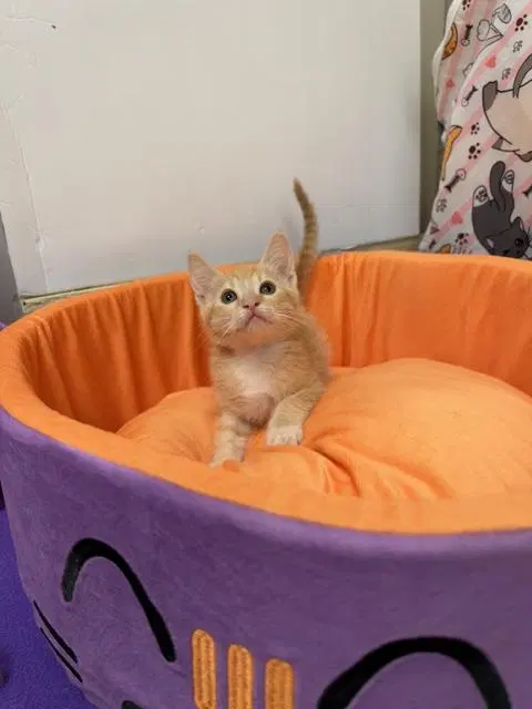 Kitten, photo 2