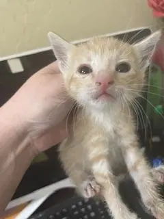 Kitten, photo 3