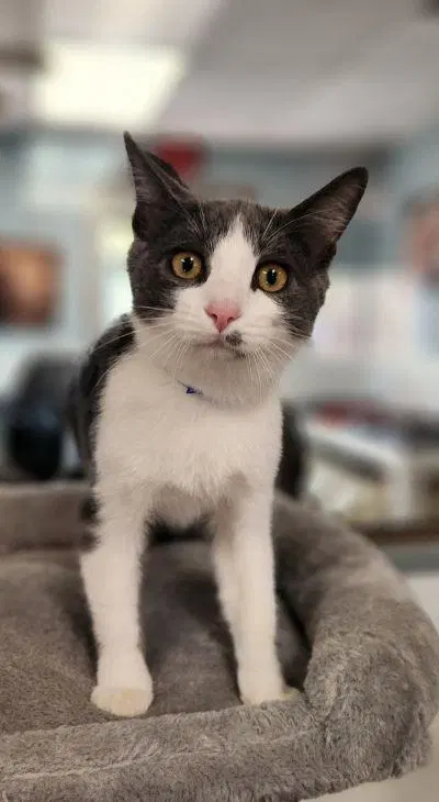 Kitten, a male kitten up for adoption