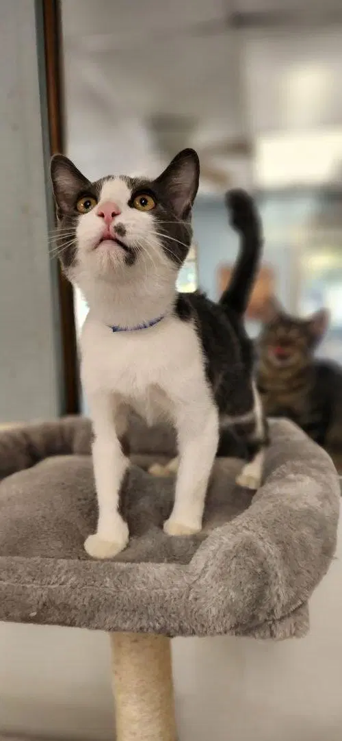 Kitten, photo 2