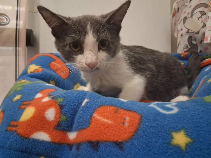 Kitten, photo 3