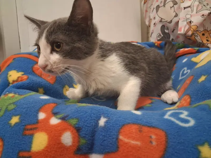 Kitten, photo 4