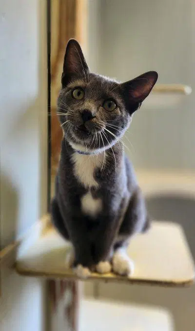 Kitten, a male kitten up for adoption