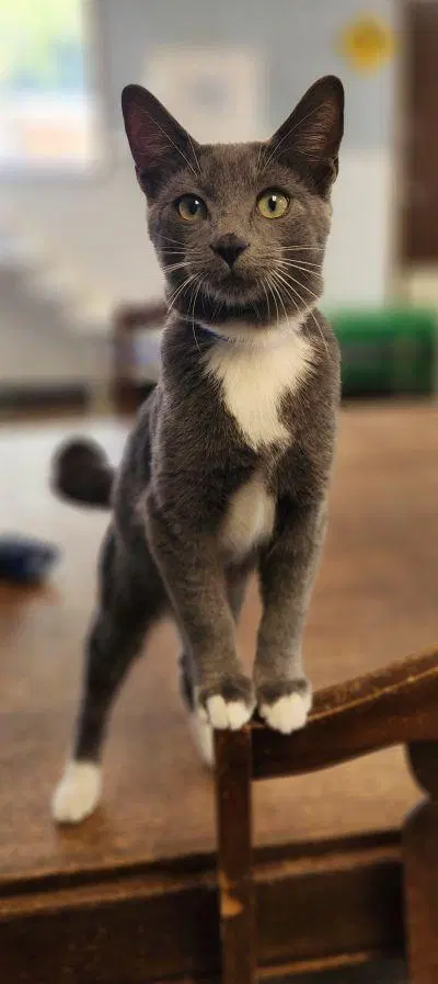 Kitten, photo 2