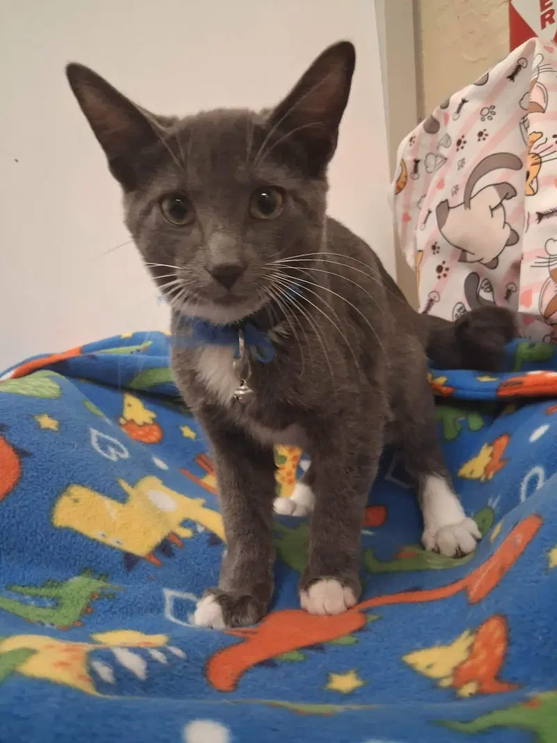 Kitten, photo 3