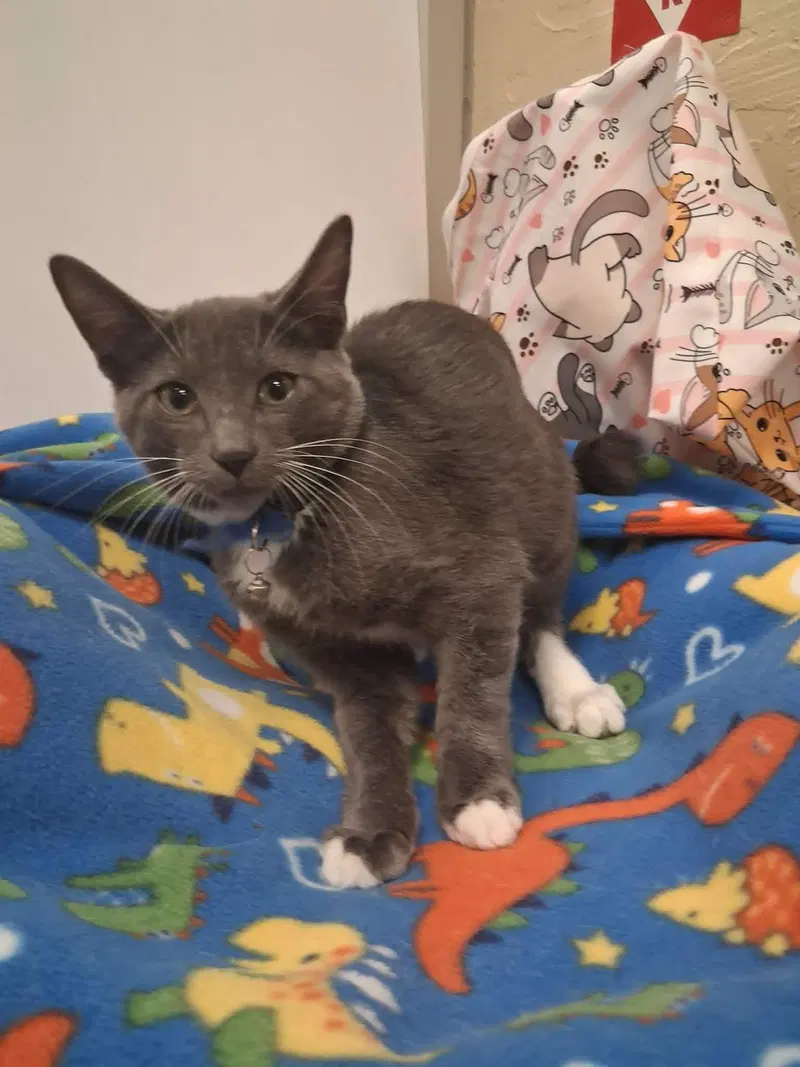 Kitten, photo 4