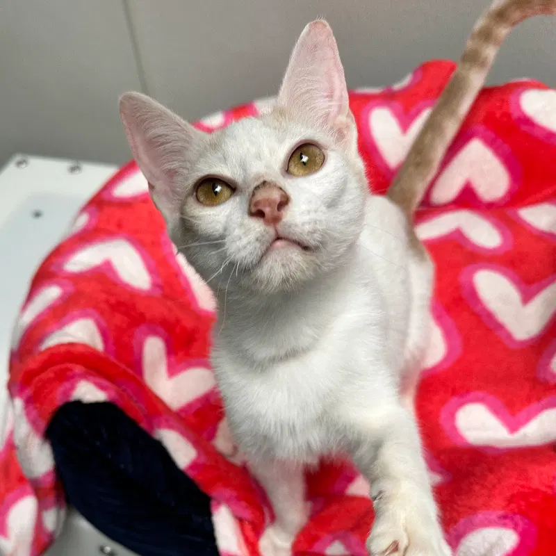 Cricket, a male kitten up for adoption