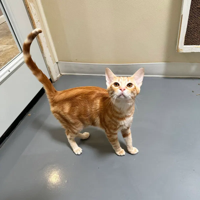Sir Banks, a young male cat up for adoption