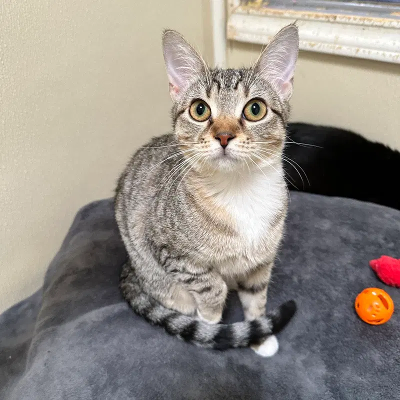 Enid, a young female cat up for adoption
