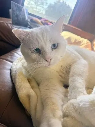 Prince, an adult male cat up for adoption