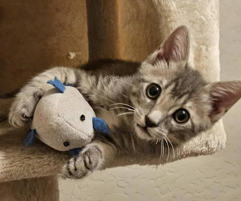 Meko Kassir, a male kitten up for adoption